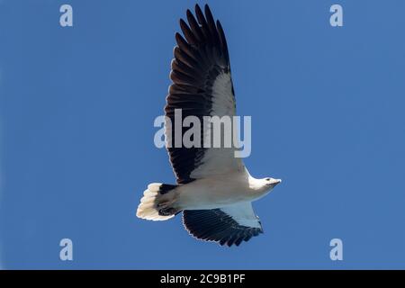 Aigle marin à ventre blanc en vol Banque D'Images