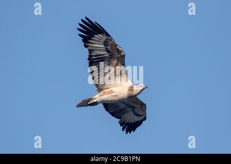 Jeune aigle marin à ventre blanc en vol Banque D'Images