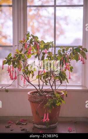 La grande plante aux fleurs roses - Fuchsia est dedans le vieux pot d'argile Banque D'Images