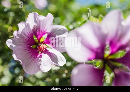 gros plan de l'hibiscus syriacus althea rose de la fleur de sharon (également appelée hibiscus de aphrodite) avec des fleurs pourpres et blanches abatchées à l'extérieur dans le dos ensoleillé Banque D'Images