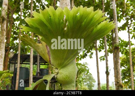 Platycerium fougères plantées de staghorn ou de gerbes d'elkhorn poussant sur l'arbre de branche Banque D'Images