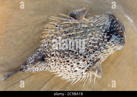 Portrait de Pufferfish mort lavé sur le rivage Banque D'Images