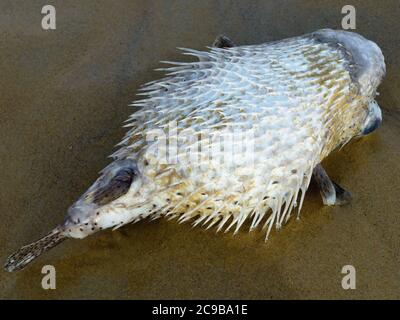 Portrait de Pufferfish mort lavé sur le rivage Banque D'Images