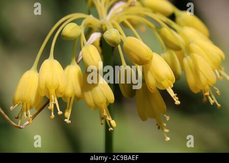 Allium flavum, oignon jaune. Plante sauvage en été. Banque D'Images
