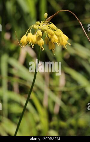 Allium flavum, oignon jaune. Plante sauvage en été. Banque D'Images