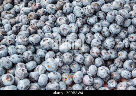 Fond solide de bleuets frais mûrs et naturels Banque D'Images
