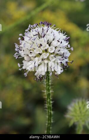 Dipsacus pilosus, petite cuillère à café. Plante sauvage en été. Banque D'Images