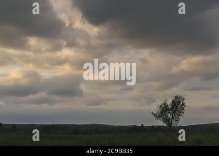 arbre solitaire dans le champ avec de sombres nuages d'orage dans le ciel Banque D'Images