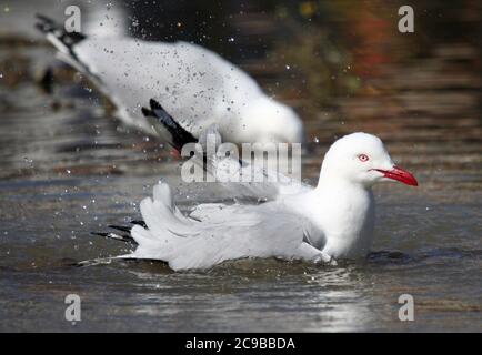 Un guette d'argent australien (Larus novaehollandiae) baignant dans une flaque d'eau Banque D'Images