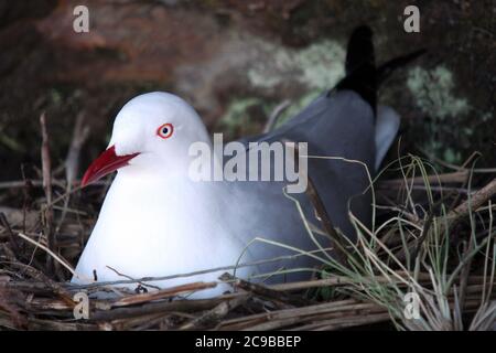 Un mouette argentée australienne (Larus novaehollandiae) assise sur un nid couvrant des œufs Banque D'Images