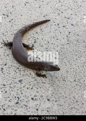 La patinoire du roi (Egernia kinii) sur une route de la ville de Perth. Les grandes patinoires de lézard sont endémiques en Australie. Banque D'Images