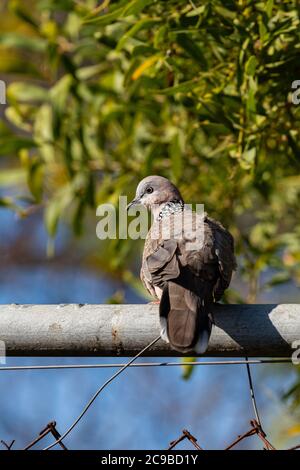 Une colombe tachetée Banque D'Images