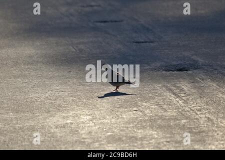 pigeon marchant sur béton Banque D'Images