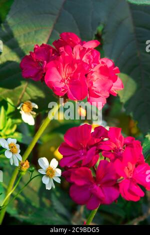 La proximité des plantes de Geranium rouge Ivy dans le jardin ou le parc. Concentrez-vous sur la fleur arrière. Banque D'Images