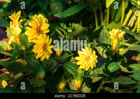 Le groupe des fleurs du tournesol Maximilian, Helianthus maximiliani. Banque D'Images