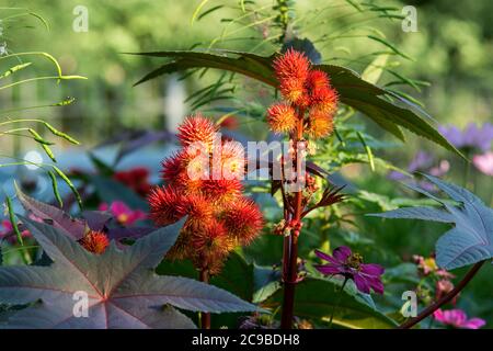 Ricinus communis ou Carmencita, également usine d'huile de Castor. Gros plan. Plante à fleurs vivaces de la famille des Euphorbiaceae. C'est la seule espèce Banque D'Images