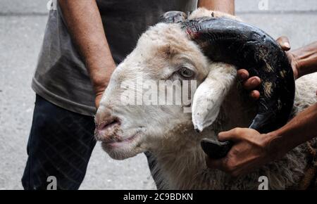 Mumbai, Inde. 29 juillet 2020. Un mouton tenu par ses cornes devant Eid al-Adha.les ventes de chèvres et de moutons ont chuté de façon drastique cette année en raison de la crise du coronavirus (Covid-19) ainsi que du confinement. Crédit : SOPA Images Limited/Alamy Live News Banque D'Images