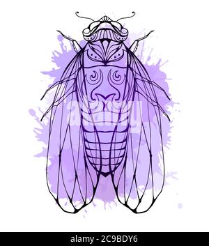 Illustration cicada avec motif boho et éclaboussures d'aquarelle. Elément vectoriel pour colorier les imprimés, pour les tee-shirts, les tatouages et un croquis pour votre creati Illustration de Vecteur