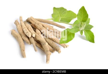 Withania somnifera Racine, connue communément comme ashwagandha, le ginseng indien, poison ou groseille cerise d'hiver Banque D'Images