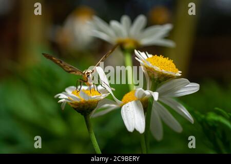 Blanc Moth de guêpe d'antenne sur fleur de camomille Banque D'Images