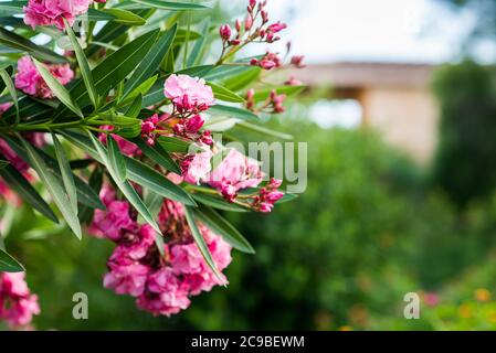 Fleurs d'oléander sur fond vert flou. Jardin tropical. Banque D'Images