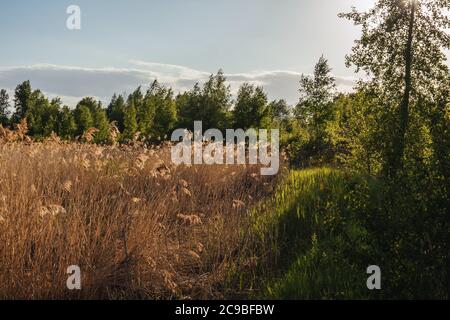 Concept Hello Summer. Une lumière magnifique dans le champ des pointes. Arrière-plan naturel, espace de copie. Banque D'Images