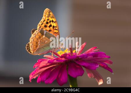 Papillon dame peinte ou dame peinte sur une fleur rose au soleil. Macrophotographie de la faune. Le papillon pollinise les fleurs de majora. Veille Banque D'Images