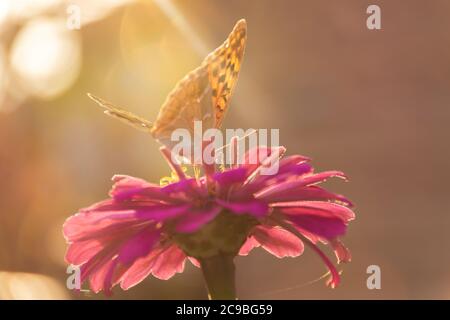 Papillon dame peinte ou dame peinte sur une fleur rose au soleil. Macrophotographie de la faune. Le papillon pollinise les fleurs de majora. Veille Banque D'Images