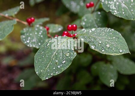 Des perles d'eau sur les feuilles de Lonicera xylosteum, avec des baies rouges brillantes en arrière-plan hors foyer. Plante également connue sous le nom de feuille de miel de mouche ou de pin de mouche. Banque D'Images