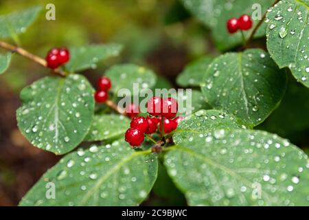 Lonicera xylosteum, communément connu sous le nom de chèvrefeuille de mouche, chèvrefeuille de mouche européenne, chèvrefeuille de miel nain ou mouche woodbine. Baies rouges brillantes par temps pluvieux. Banque D'Images