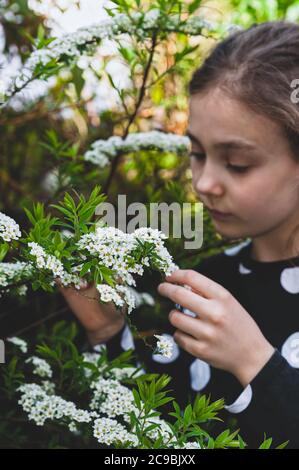 Jeune fille portant un chemisier noir blanc à pointillés et admirant de minuscules fleurs de printemps blanches dans son jardin. Spiraea Arguta connu sous le nom de couronne de la mariée ou mousse de mai Banque D'Images