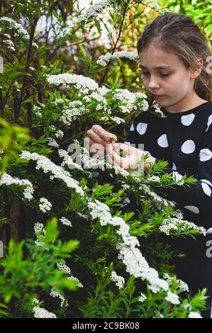 Jeune fille portant un chemisier noir blanc à pointillés et admirant de minuscules fleurs de printemps blanches dans son jardin. Spiraea Arguta connu sous le nom de couronne de la mariée ou mousse de mai Banque D'Images