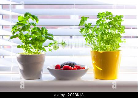 Plantes herbacées maison en pots sur parapet de fenêtre. Basilic et persil Banque D'Images