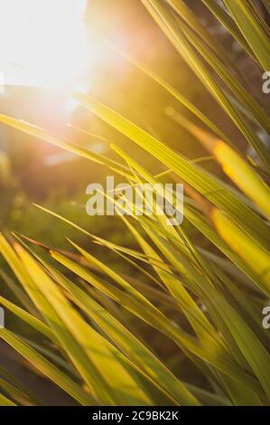 Chou de montagne. Cordyline indivisa longue pointe feuilles contre le coucher du soleil Banque D'Images