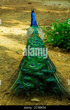 Magnifique oiseau de paon indien montrant sa longue queue de plumes colorée. Vue de l'arrière. Banque D'Images