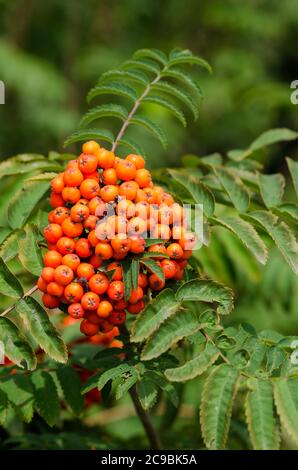 Sorbus aucuparia, connu sous le nom de rowan ou arbuste de montagne avec baies rouges et orange dans une forêt en Allemagne, Europe occidentale Banque D'Images