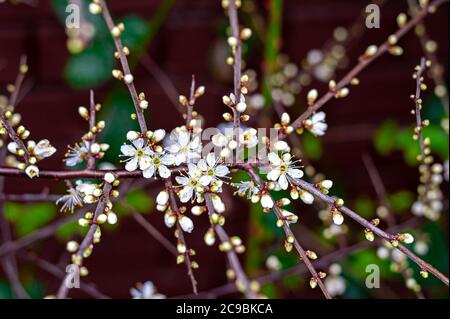 Jeunes pousses avec fleurs blanches sur la branche d'arbre. Banque D'Images