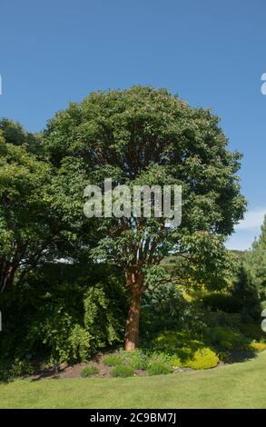 Feuillage d'été d'un érable à écorce de papier décidue (Acer griseum) en pleine croissance dans un jardin à Devon rural, Angleterre, Royaume-Uni Banque D'Images