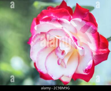 Rose à thé hybride 'Double Delight' - la reine parmi les roses à deux tons. Le centre de la fleur est blanc crème avec une bordure rouge framboise autour de l'edg Banque D'Images