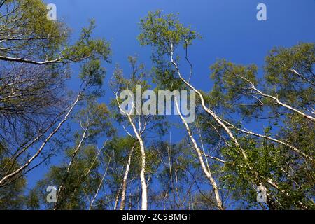 Les bouleaux d'argent sur Wimbledon Common, London, Londres, Royaume-Uni Banque D'Images