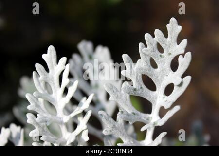 Feuilles d'arachide blanches Banque D'Images