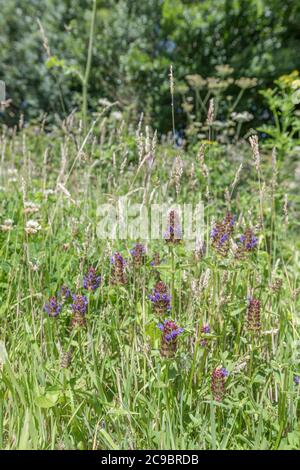 Fleurs de Self-Heal / Selfheal Prunella vulgaris qui a été utilisé dans la médecine de fines herbes dans le passé. A également été appelé Herb de Carpenter. Banque D'Images