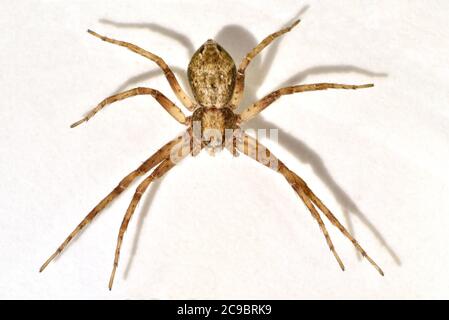 Araignée de course, Philodromus caureolus, femme Royaume-Uni, vue dorsale Banque D'Images