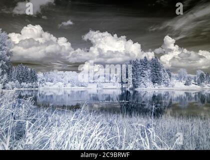 paysage abstrait photographié avec filtre infrarouge, les arbres ressemblent à en hiver, de beaux cumulus nuages, paysage surréaliste Banque D'Images