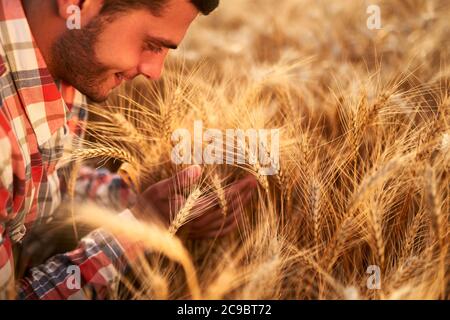 Fermier souriant tenant et sentant un tas d'oreilles de blé mûr cultivé entre les mains. Agronome examinant la récolte de céréales avant de la récolter au lever du soleil Banque D'Images