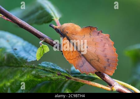 Lappet - Gastropacha quercifolia, espèce unique de moth de l'Euroasian Woodlands, Zlin, République Tchèque. Banque D'Images