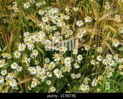 Fleurs de pâquerettes blanches sauvages (bellis perennis) croissant parmi les cultures céréalières d'orge (Hordeum vulgare) dans les champs de ferme en été, Angleterre, Royaume-Uni Banque D'Images