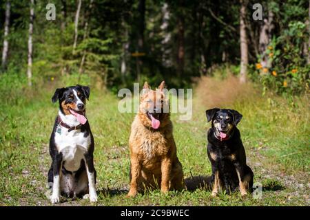 Portrait de 3 chiens amis assis (Appenzell Mountain Dog, Old German Sheepdog, Austrian Pinscher) Banque D'Images