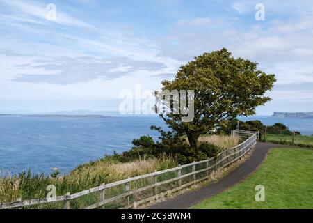 Arbre balayé par le vent qui pousse sur le rivage près de Carrick-a-Rede, comté d'Antrim, Irlande du Nord, en regardant vers Fair Head et Ballycastle Banque D'Images