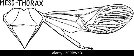 La section du corps de stik Bug après la tête est appelé thorax, ce diagramme montre la section de mésothorax., vintage dessin de ligne ou gravure illu Illustration de Vecteur